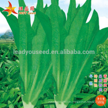 IL01 Wuban no.001 semillas de Indianlettuce resistentes al calor